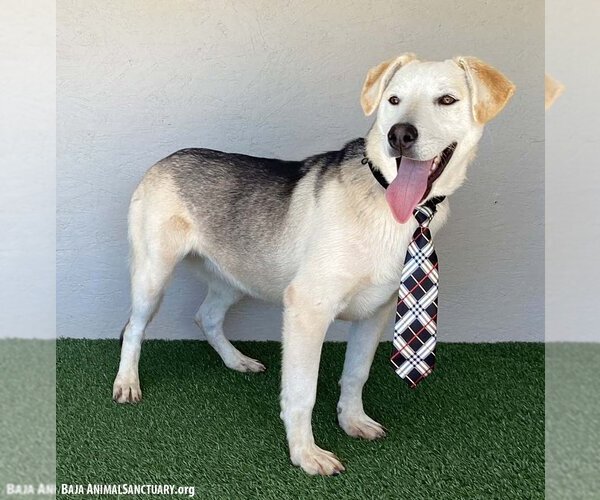 Medium Photo #5 Huskies -Unknown Mix Puppy For Sale in San Diego, CA, USA