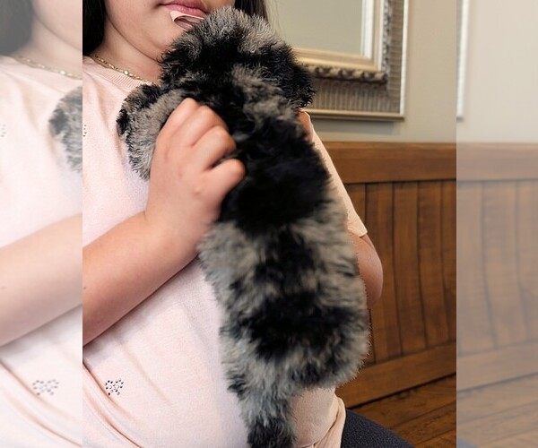 Medium Photo #4 Bernedoodle-Golden Mountain Dog Mix Puppy For Sale in DAVIS, CA, USA