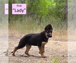 Small #2 German Shepherd Dog