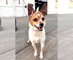 Small #11 Jack Chi