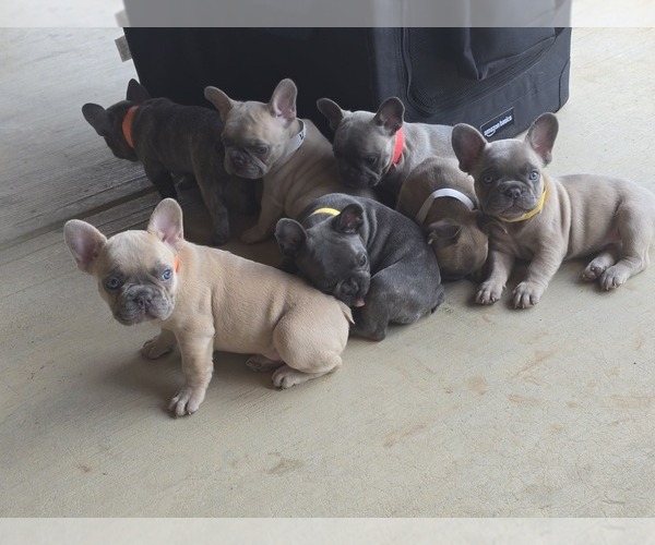 Medium Photo #1 French Bulldog Puppy For Sale in GREENEVILLE, TN, USA