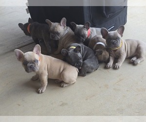 French Bulldog Puppy for sale in GREENEVILLE, TN, USA
