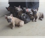 Small French Bulldog