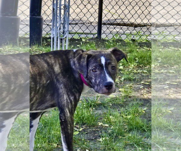 Medium Photo #20 Mutt Puppy For Sale in Mount Laurel, NJ, USA