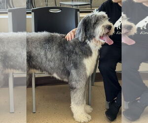 Old English Sheepdog Dogs for adoption in Mundelein, IL, USA