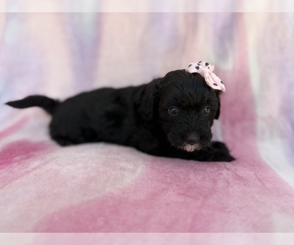 Medium Photo #4 Aussiedoodle Miniature  Puppy For Sale in LAKELAND, FL, USA