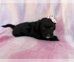 Small #3 Aussiedoodle Miniature 