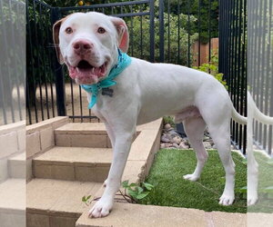 Josh - Male American Pit Bull Terrier-Unknown Mix Dog for Adoption - Photo #6