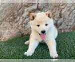 Small Photo #2 Shiba Inu Puppy For Sale in LAS VEGAS, NV, USA