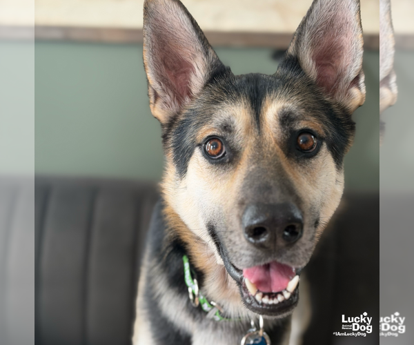 Medium Photo #10 German Shepherd Dog-Unknown Mix Puppy For Sale in Washington, DC, USA