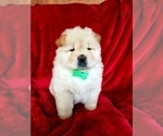 Small Photo #2 Chow Chow Puppy For Sale in MARTINTON, IL, USA