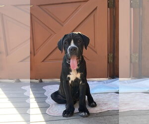 Mastiff Dogs for adoption in Goodyear, AZ, USA