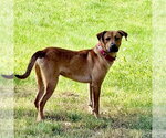 Small #25 Mutt