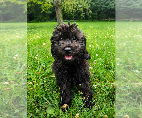 Medium Photo #24 Cavapoo (Miniature) Puppy For Sale in DURHAM, CT, USA