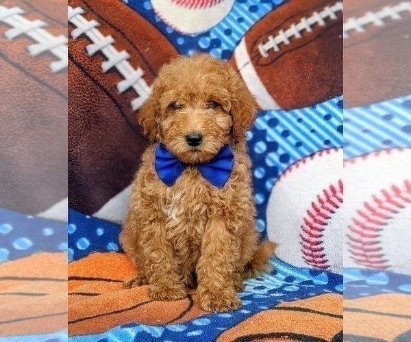 Medium Photo #3 Goldendoodle (Miniature) Puppy For Sale in RISING SUN, MD, USA