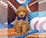 Small Photo #3 Goldendoodle (Miniature) Puppy For Sale in RISING SUN, MD, USA