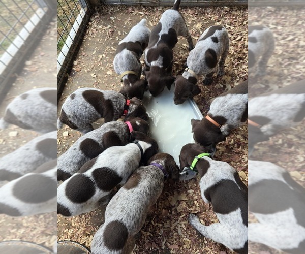Medium Photo #14 German Shorthaired Pointer Puppy For Sale in COLUMBIA, KY, USA