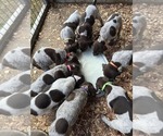 Small #13 German Shorthaired Pointer