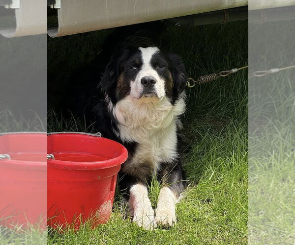 Medium Photo #6 Border Collie-Unknown Mix Puppy For Sale in Hinton, WV, USA