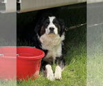 Small #5 Border Collie Mix