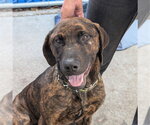 BOWIE - Male Great Dane-Labrador Retriever Mix Dog for Adoption - Small photo