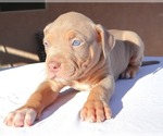 Small #10 American Bully