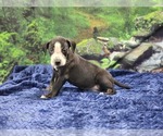 Small #15 Catahoula Leopard Dog