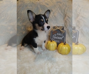 Pembroke Welsh Corgi Puppy for sale in INDIANAPOLIS, IN, USA