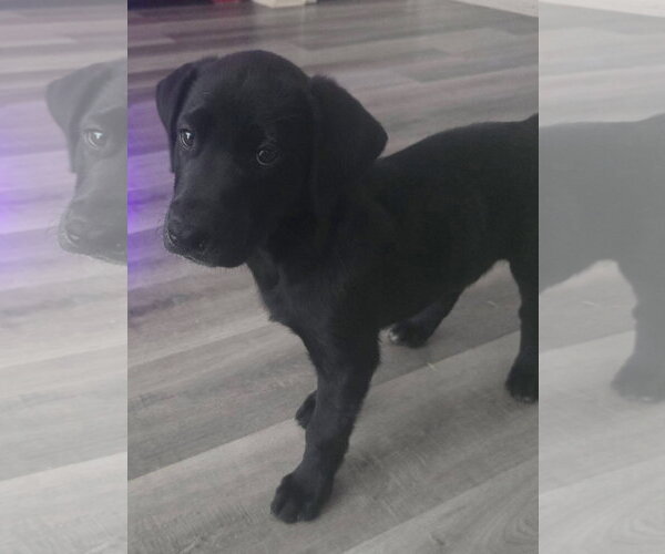 Medium Photo #4 Labrador Retriever-Unknown Mix Puppy For Sale in Alexander, AR, USA