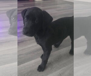 Leo - Male Labrador Retriever-Unknown Mix Dog for Adoption - Photo #4