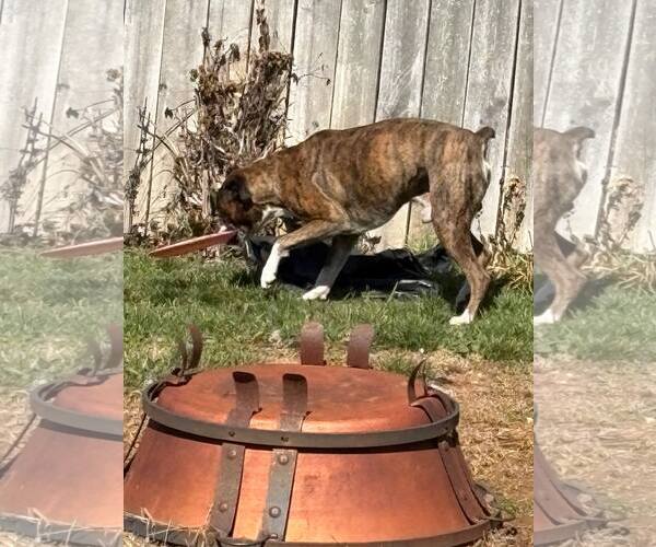 Medium Photo #11 Boxer Puppy For Sale in Burnsville, MN, USA