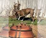 Small #10 Boxer