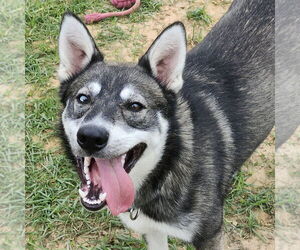 Huskies -Unknown Mix Dogs for adoption in Boston, MA, USA