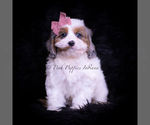 Puppy Rainbow Dash Cavapoo (Miniature)
