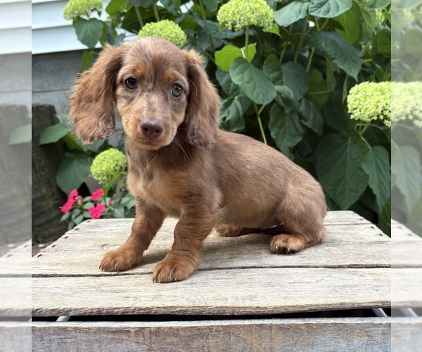 Medium Photo #1 Dachshund Puppy For Sale in MIDDLEBURY, IN, USA