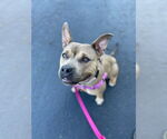 Small #2 American Staffordshire Terrier