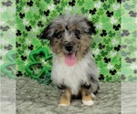 Puppy 1 Aussiedoodle Miniature 