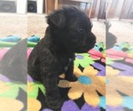 Small Photo #6 Schnauzer (Miniature) Puppy For Sale in SALEM, OR, USA