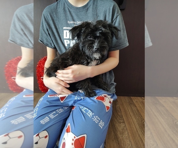 Medium Photo #2 YorkiePoo Puppy For Sale in LAPEER, MI, USA