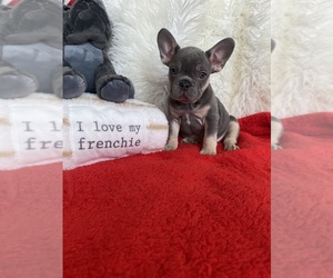 French Bulldog Puppy for sale in CHICAGO, IL, USA