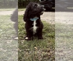 Puppy Male Doodle 5 Bernedoodle-Labradoodle Mix