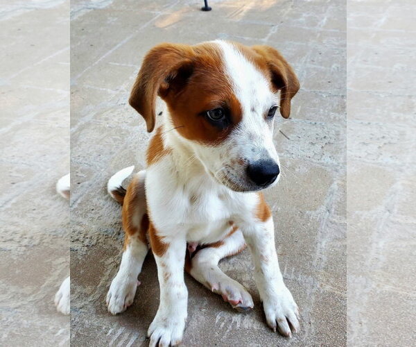 Medium Photo #2 Mutt Puppy For Sale in Fenton, MO, USA