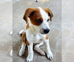 Small #1 Mutt
