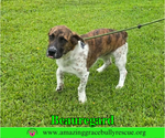 Small #6 Basset Hound Mix