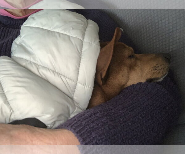 Medium Photo #18 Rat-Cha Puppy For Sale in Wakefield, RI, USA