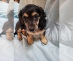 Puppy Puppy 2 Dachshund