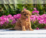 Puppy Shia Cavapoo