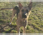 Small #2 German Shepherd Dog Mix