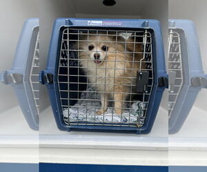 Pomeranian Dogs for adoption in Virginia Beach, VA, USA