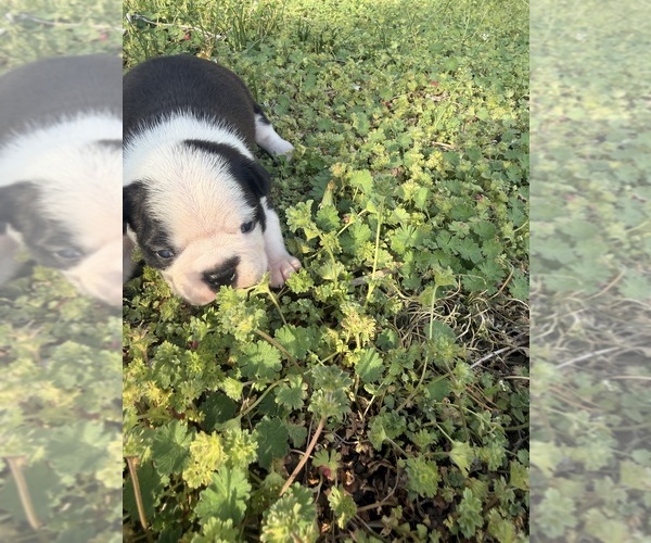 Medium Photo #7 Boston Terrier Puppy For Sale in FREDONIA, KS, USA